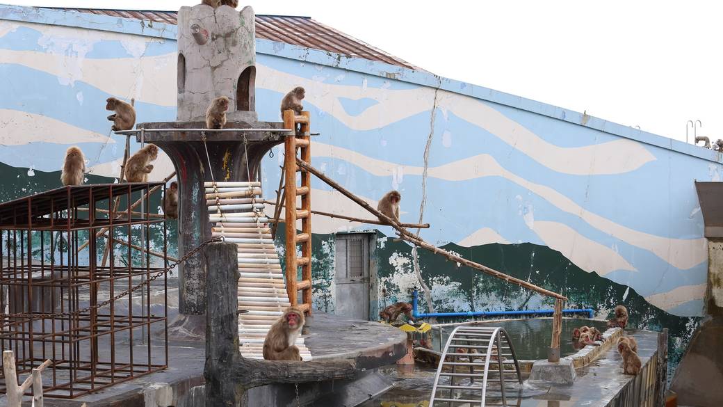 函館市熱帯植物園 サル山 / 2