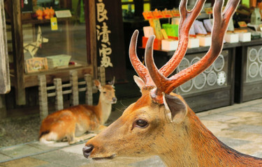Family trip to “Nara” full of historical romance ♪ 8 recommended hotels and ryokan for families with children