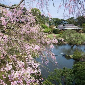 伊豆長岡温泉 三養荘【伊豆】3504526