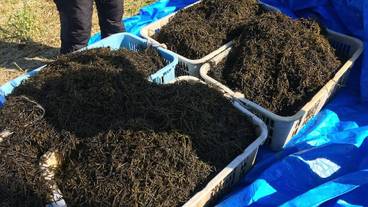 エコツアー / 19