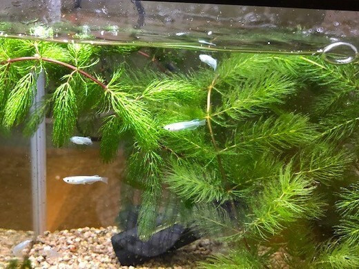 Mini Aquarium "Medaka"