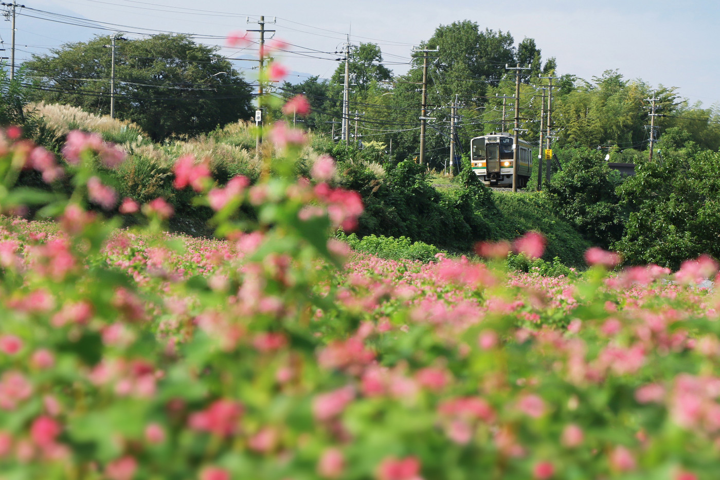 赤蕎麦と飯田線
