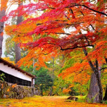 秋の絶景を求めて!福島県の紅葉を見に行こう♪【10選】