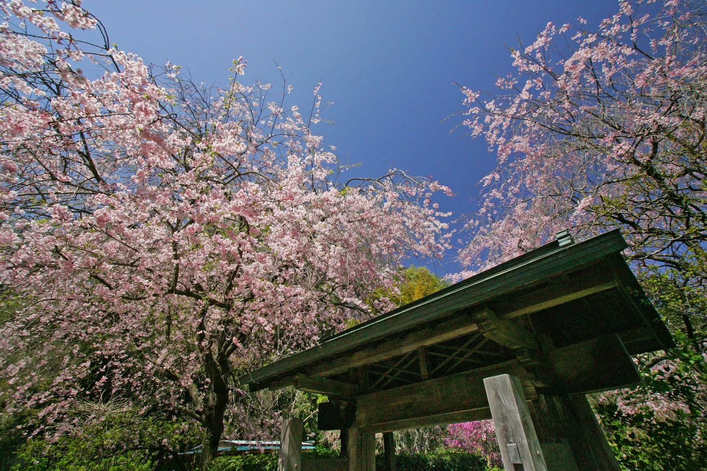 明月院の桜