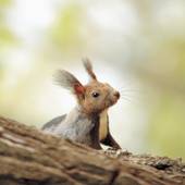 森のスパリゾート 北海道ホテル（北海道 シティホテル） / 2