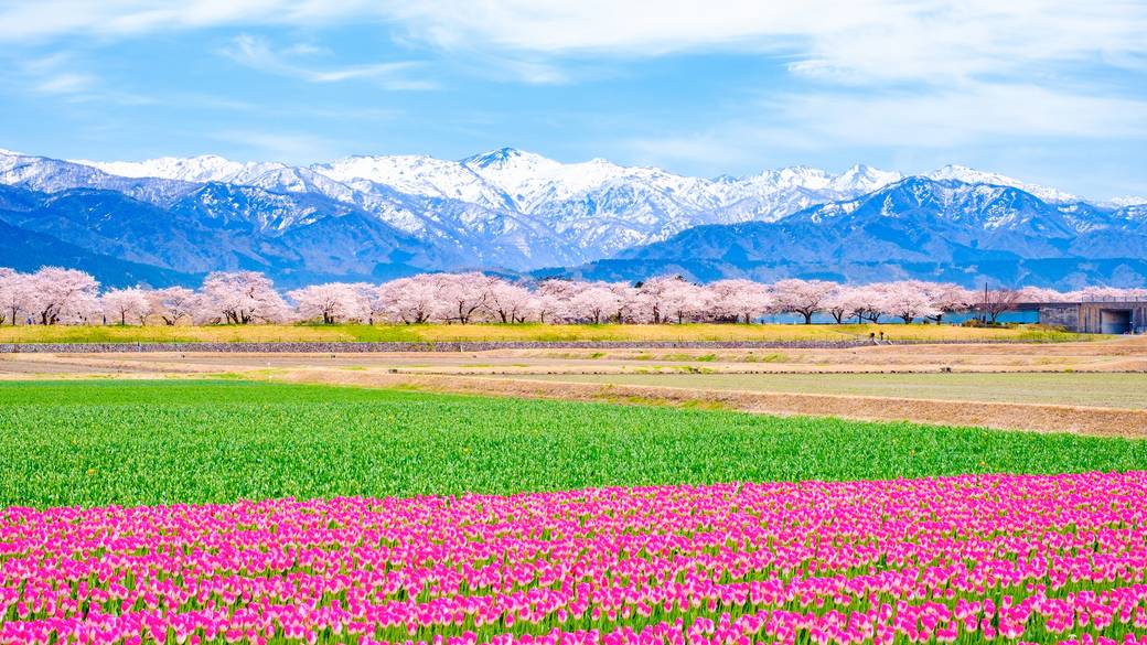 あさひ舟川 春の四重奏 / 1