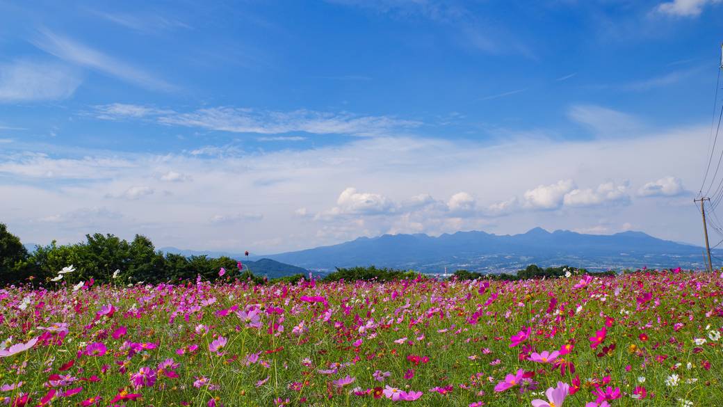 一面の花畑にうっとり
「鼻高展望花の丘」 / 1