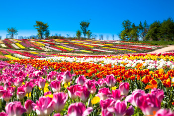 Nasu Flower World Tulips