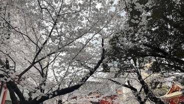 シティ ビュー / 25