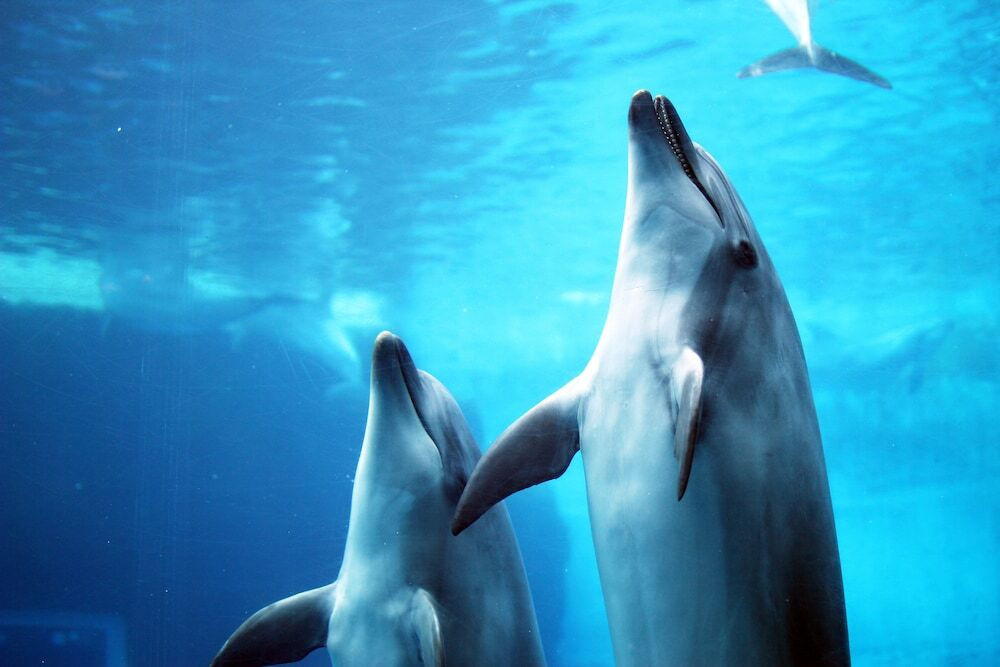 子供用の遊び場 - 屋外