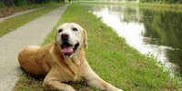 愛犬と一緒におでかけ！軽井沢のペットと泊まれるホテル9選♡
