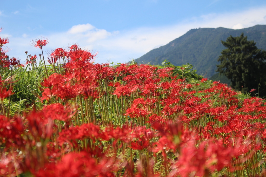 丹沢大山のパワースポット「大山阿夫利神社」と「大山寺」4081855