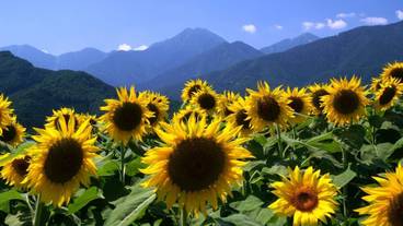 観光スポット / 9