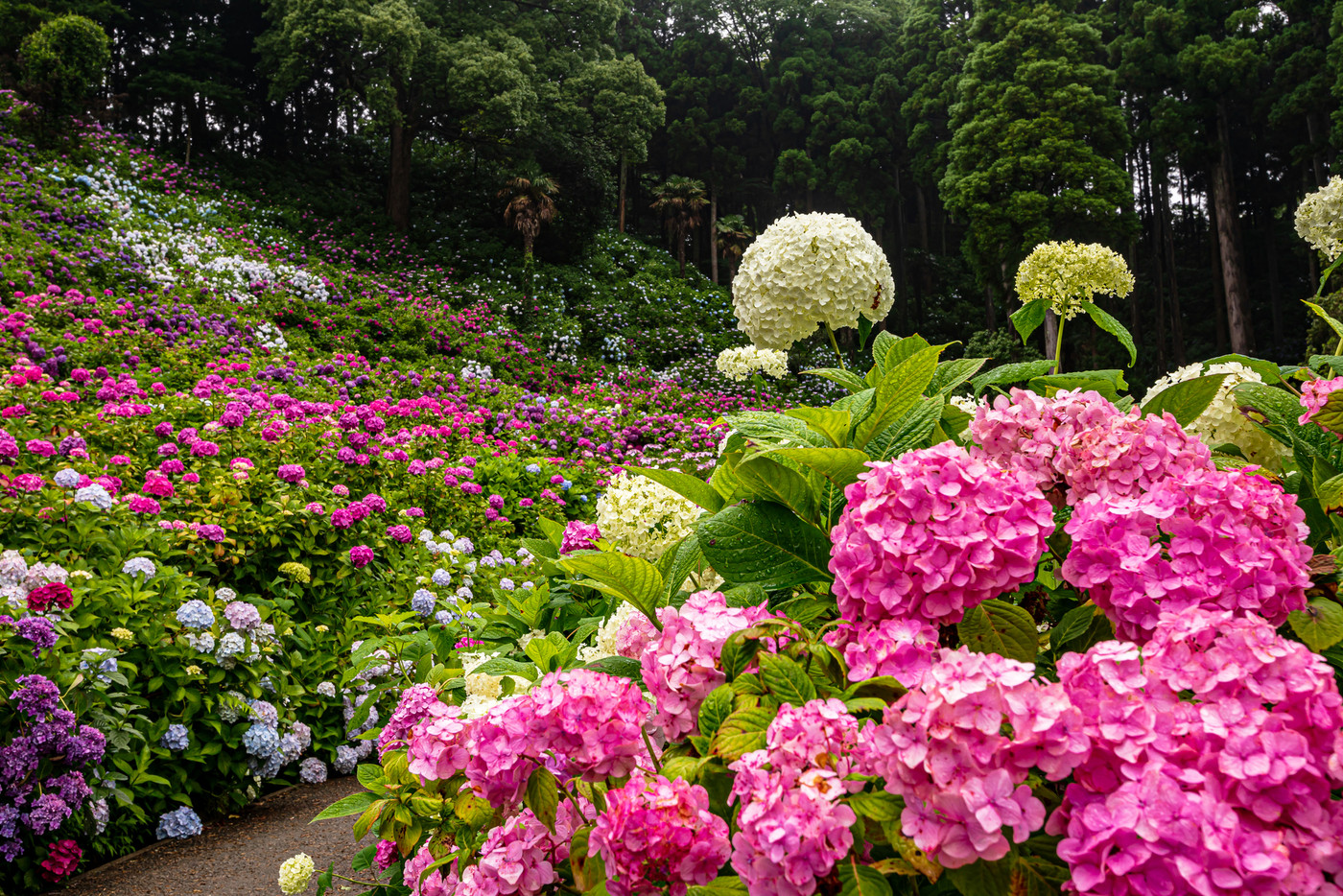 静かにけむる山間の霧に流れる雲重く　赤青白の紫陽花の花