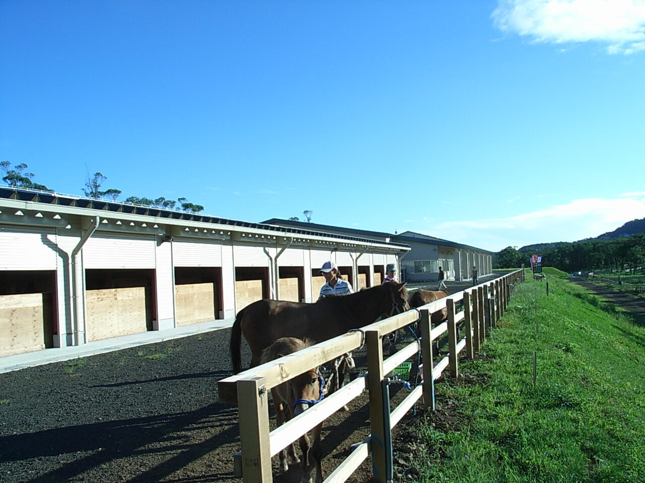 天然記念物の「与那国馬(よなぐにうま)」と高室山を練り歩いてリフレッシュ3405304