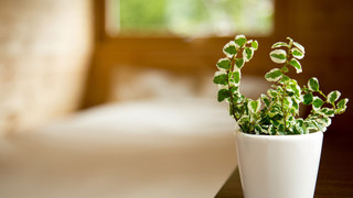 ダブルベッドとロフトベッドのお部屋[キッチン付き]禁煙