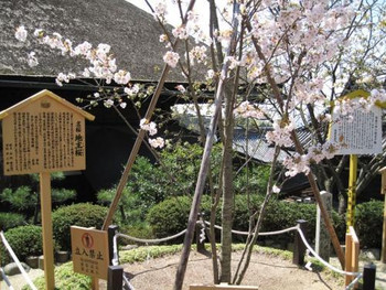 「地主神社」で春の縁結び1554380