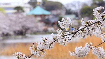 観光スポット / 8