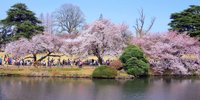都内屈指の人気お花見スポット！「新宿御苑」で桜を楽しもう