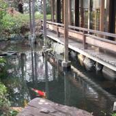 伊豆畑毛温泉 大仙家（HMIホテルグループ）（静岡県 旅館） / 4