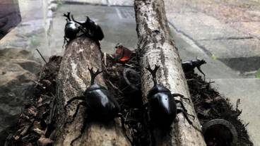 ランド ビュー / 25