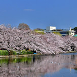 桜の名所「上野」でお花見♪桜が楽しめるおすすめスポット！