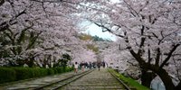 廃線跡にたたずむノスタルジーな桜並木～京都の蹴上インクライン散策