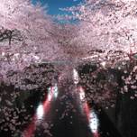 お花見のBGMにもおすすめ♪ 「桜」がテーマの曲9選