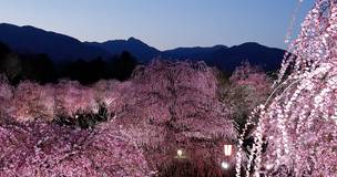 梅の花の香りに誘われて。幻想的なお花見