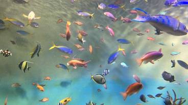 観光スポット / 31