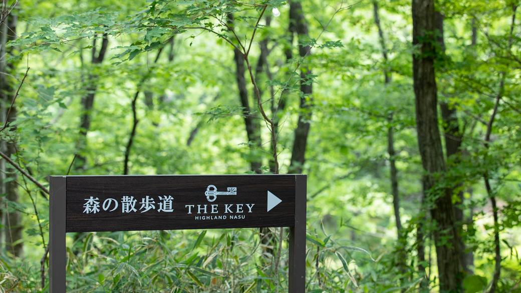 森の散歩道 / 2