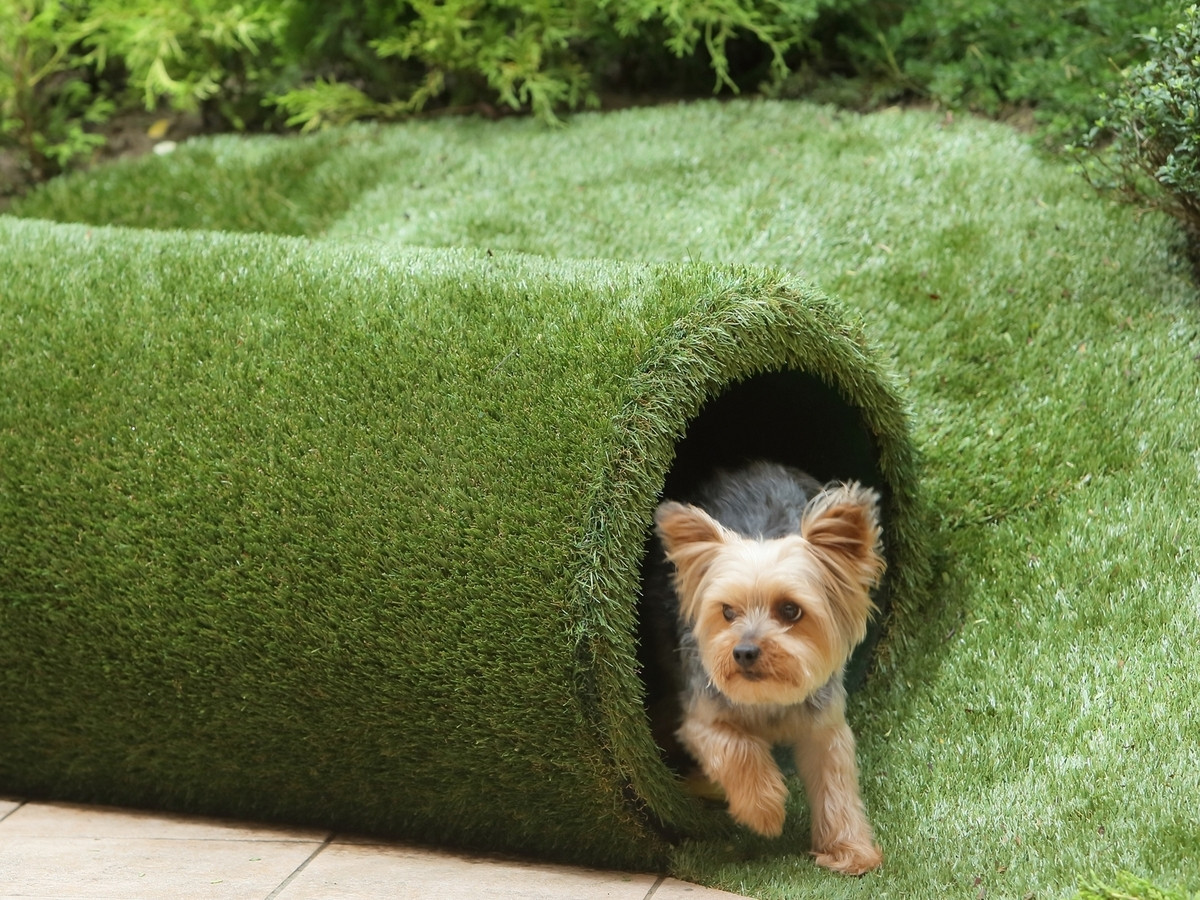 ワンちゃんも嬉しそう♪愛犬と一緒に旅を楽しめるホテル3485020