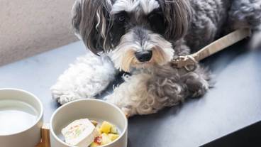 ペット同伴可 / 2