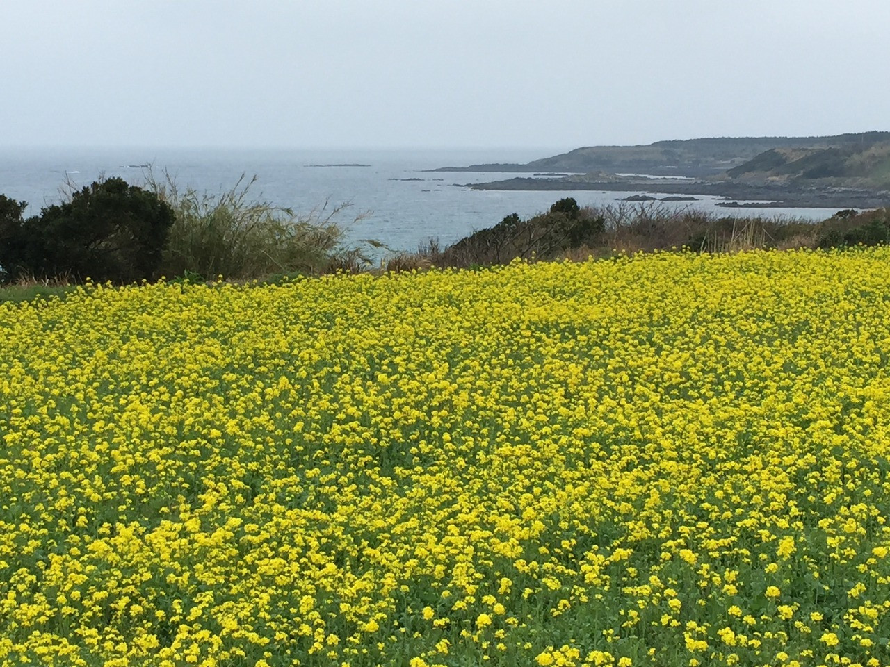 四季折々の花に心が癒される2322166