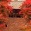 京都の秋は紅葉や祭りと盛りだくさん！京都の秋（9月～11月）の楽しみ方をご紹介