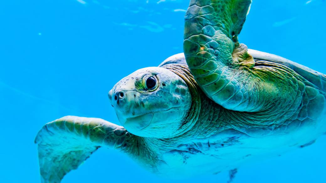 沖縄美ら海水族館 ウミガメ / 4