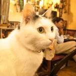 可愛い看板猫に癒される♪新宿の喫茶店「カフェ アルル」