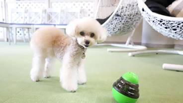 ペット用設備・サービス / 2