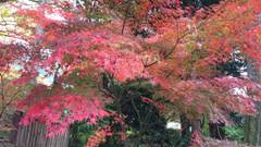 由布院温泉 ゆふいん旅庵 和山豊