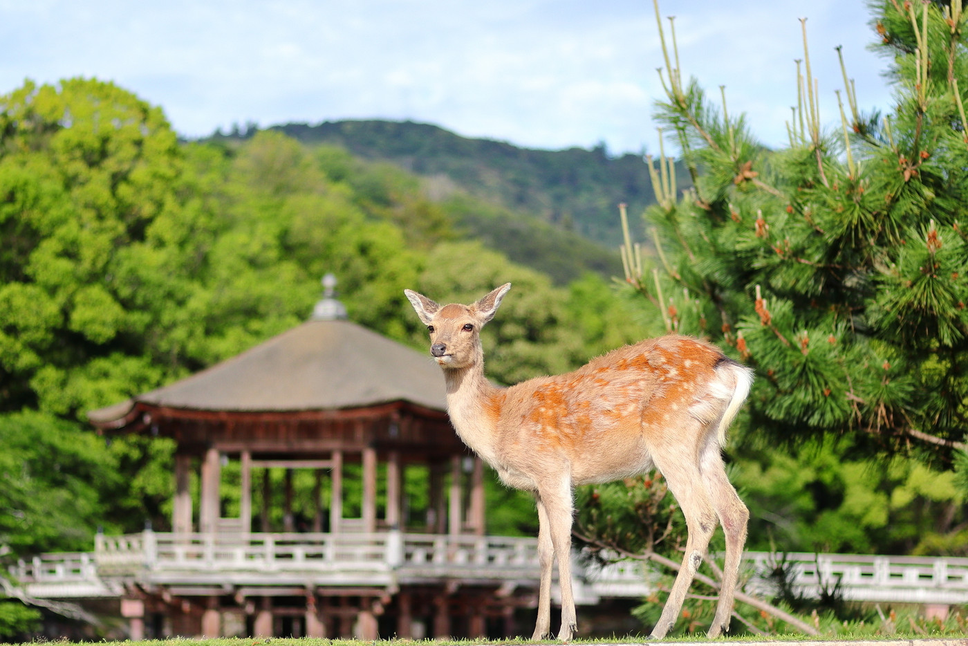 奈良公園の鹿／浮見堂