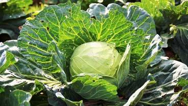 自家菜園の無農薬野菜も使用 / 14