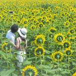 青空+ヒマワリ=絶景♡宮城「ひまわりの丘」で夏のデート