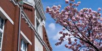 大阪造幣局の名物「桜の通り抜け」で、珍しい桜を愛でるお花見を♪