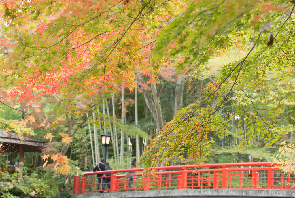 修善寺温泉の「恋の橋」を渡って良縁祈願3693964