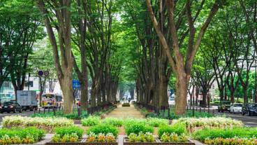 定禅寺通のケヤキ並木 / 3