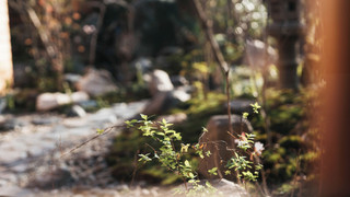 デラックス ツインルーム ガーデンビュー