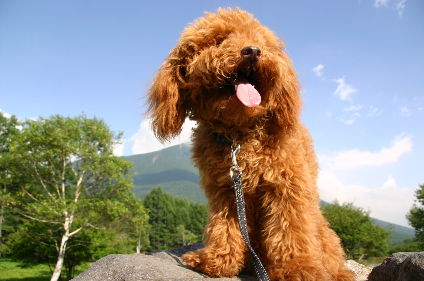飼い犬