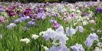 葛飾菖蒲まつりも開催！入園無料で楽しめる「堀切菖蒲園」