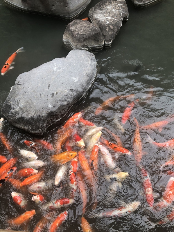 鯉のいる池