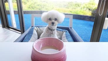 ペット用設備・サービス / 9